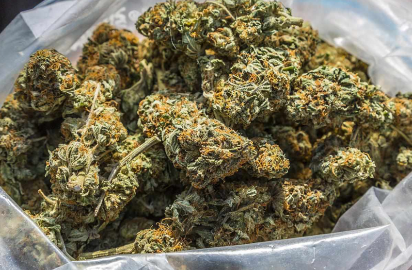 cannabis buds for sale